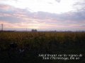 Soleil levant sur les vignes de Tain, km90