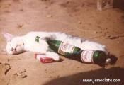 Image attachée: chat.jpg