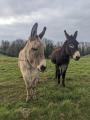 Image attachée: PXL_20220303_153656476.jpg