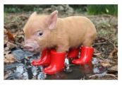 Image attachée: Un temps de cochon.jpg